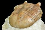 Asaphus Kotlukovi Trilobite Fossil - Russia #151883-4